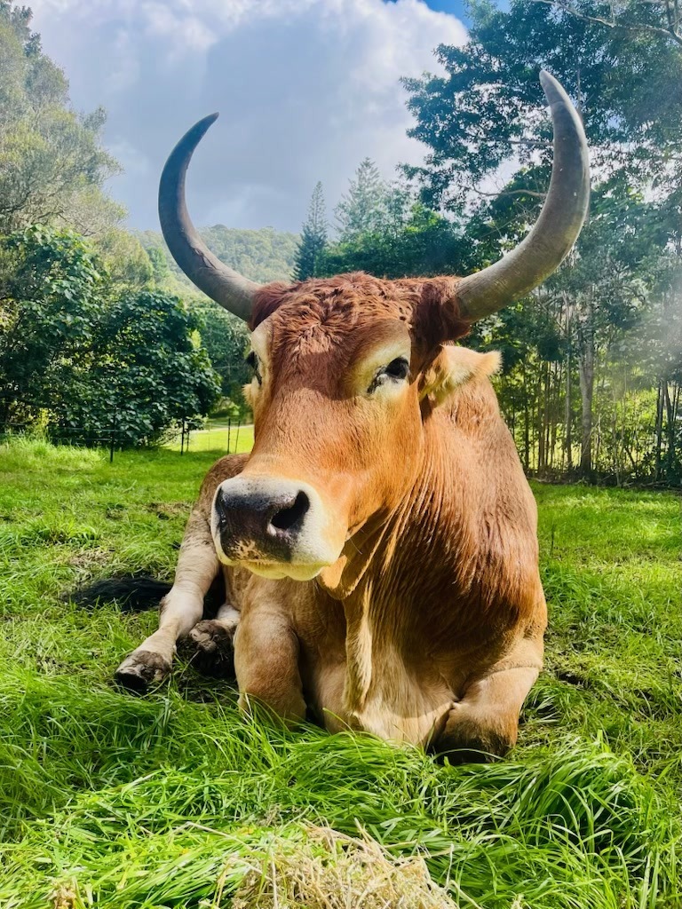 Hornie, a large horned steer, resting in a green paddock