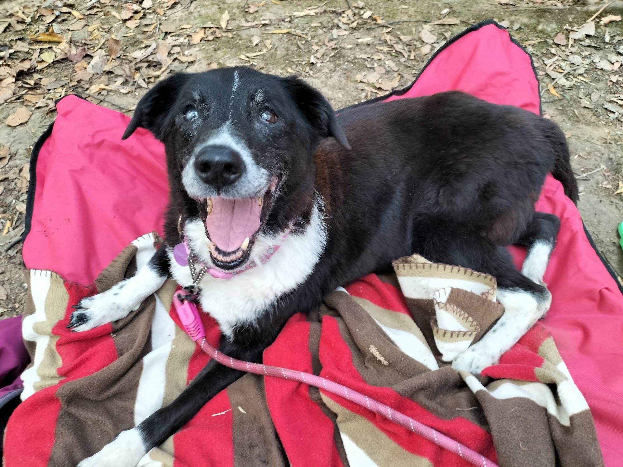 Bella, remembered in the Harbourside tribute sanctuary