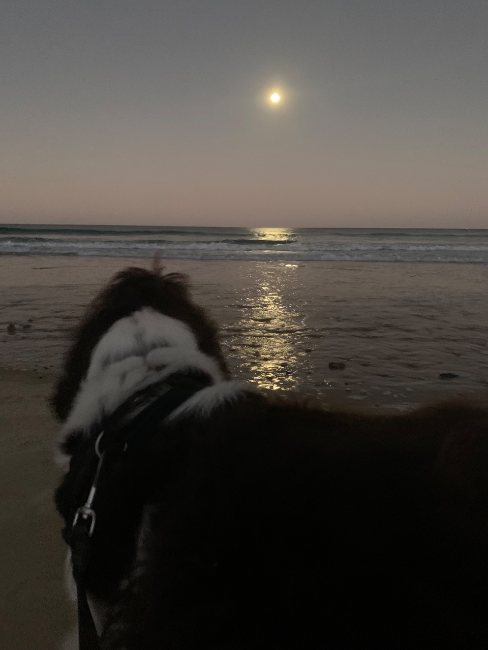 Gizmo, a english springer spaniel, remembered in the Harbourside tribute sanctuary