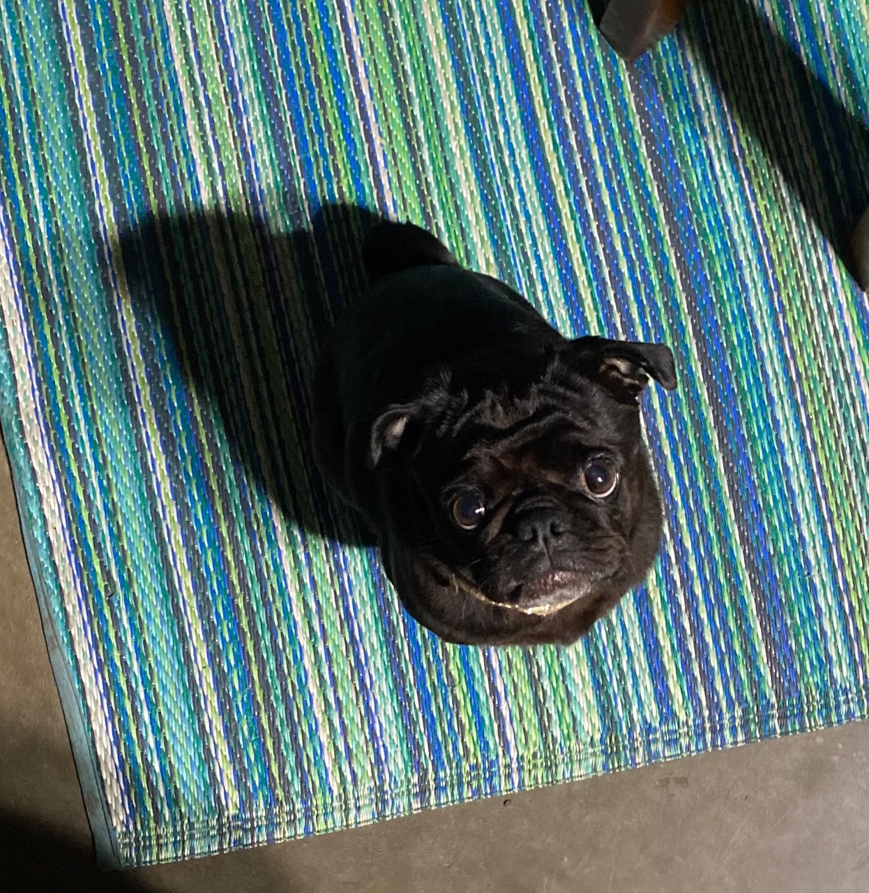 Torgee, a pug x, remembered in the Harbourside tribute sanctuary