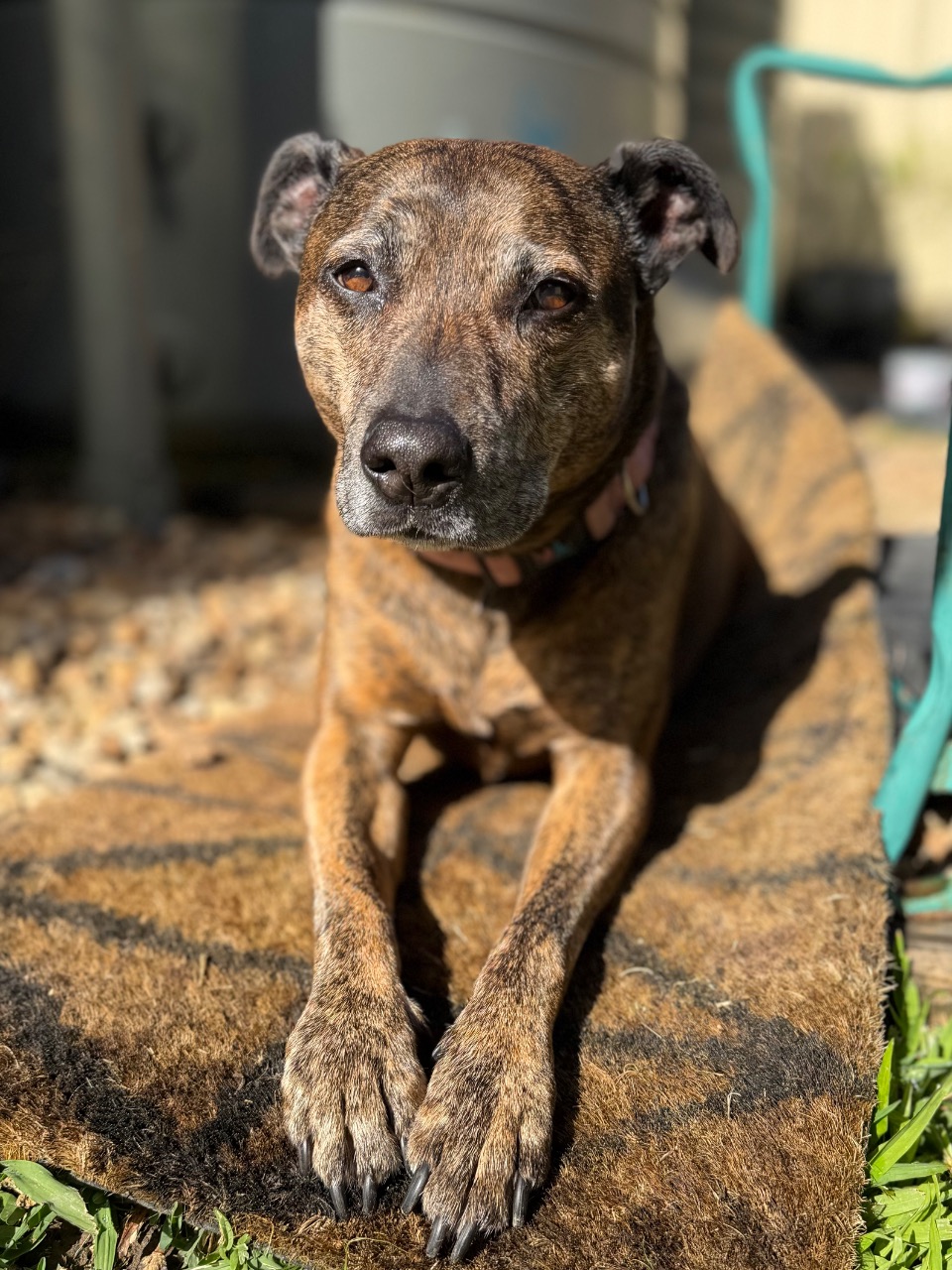 Luna, remembered in the Harbourside tribute sanctuary