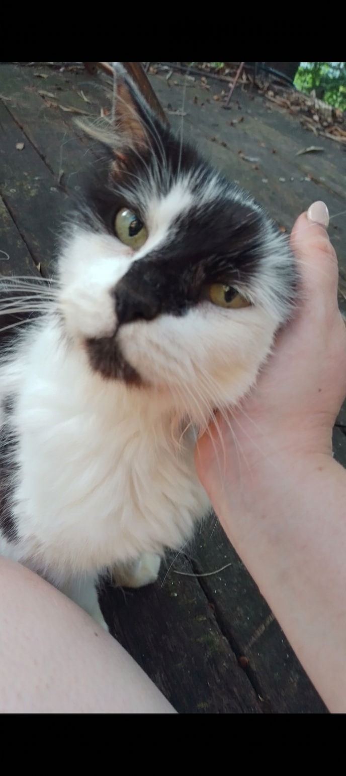 Spike, remembered in the Harbourside tribute sanctuary