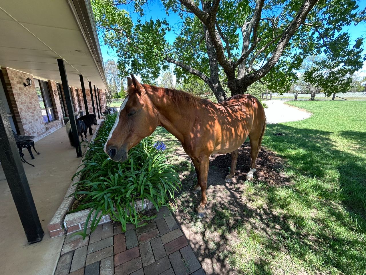 Two Thirty Rustler, a quater horse, remembered in the Harbourside tribute sanctuary