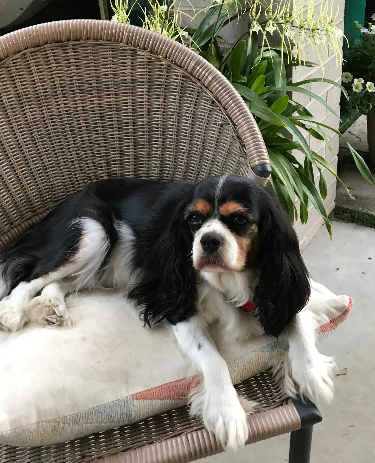 Bella