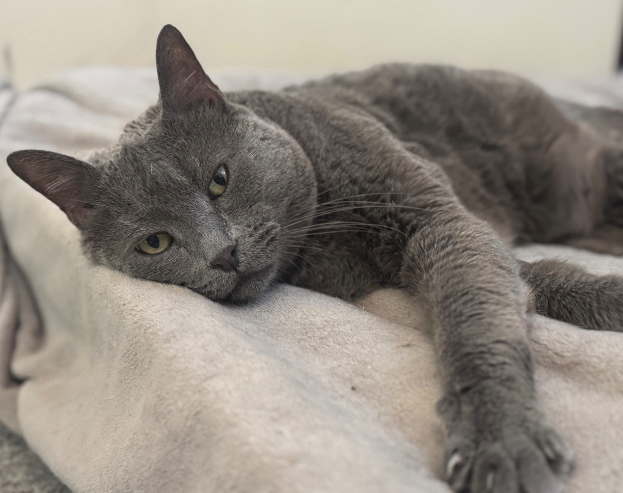 Charlie, a russian blue, remembered in the Harbourside tribute sanctuary