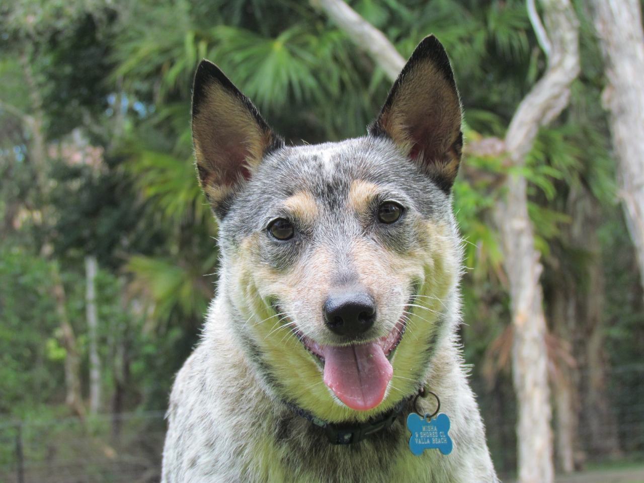 Misha, remembered in the Harbourside tribute sanctuary
