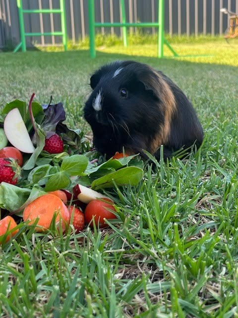 Miss Pig