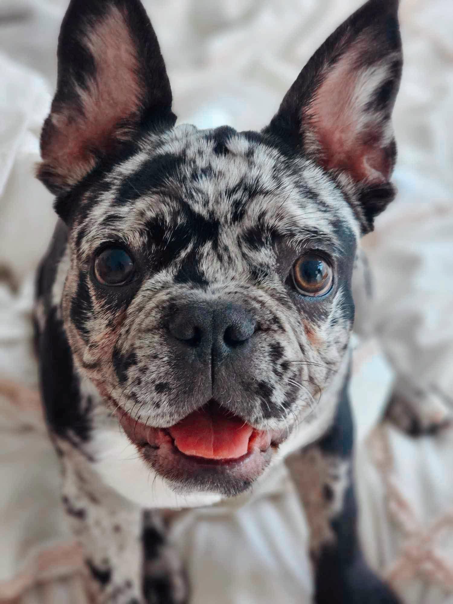 Winston