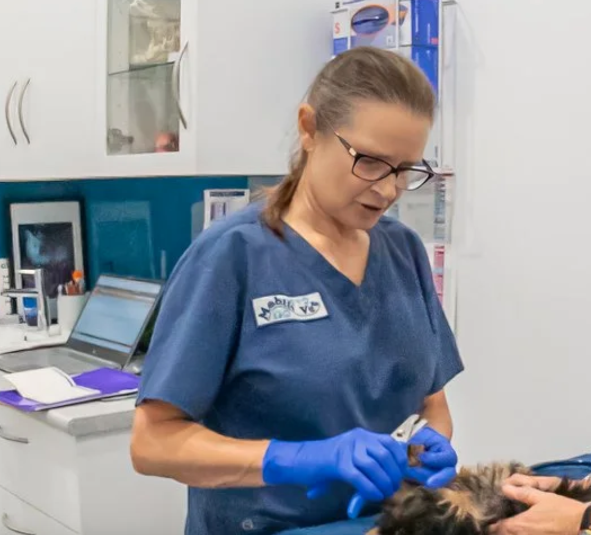 Dr Louisa Poutsma, Grafton Mobile Vet