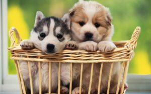 Pet Cremations in Kempsey for dogs, cats, and other animals