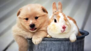 Pet Cremations in Nambucca for dogs, cats, and other animals